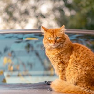 chat voiture