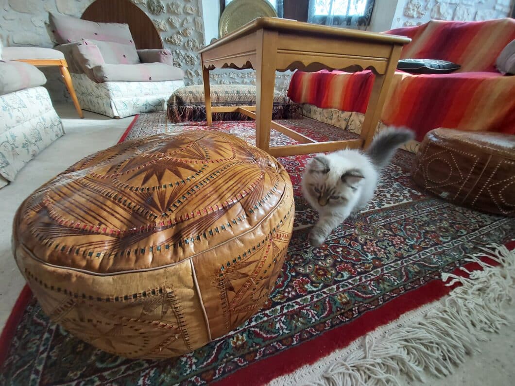 Un chat Siberien au milieu des tapis Persan