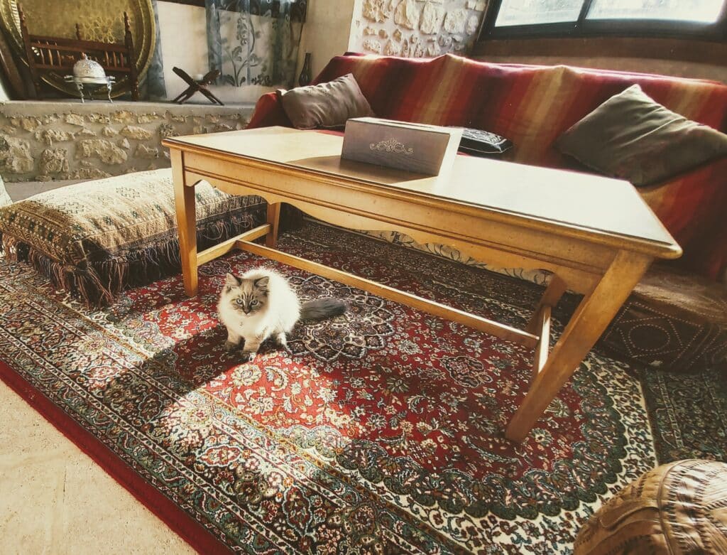 chat lumière tapis persan