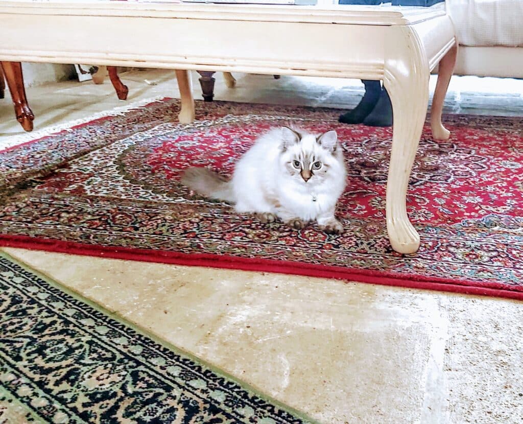 chat siberien sur un tapis persan
