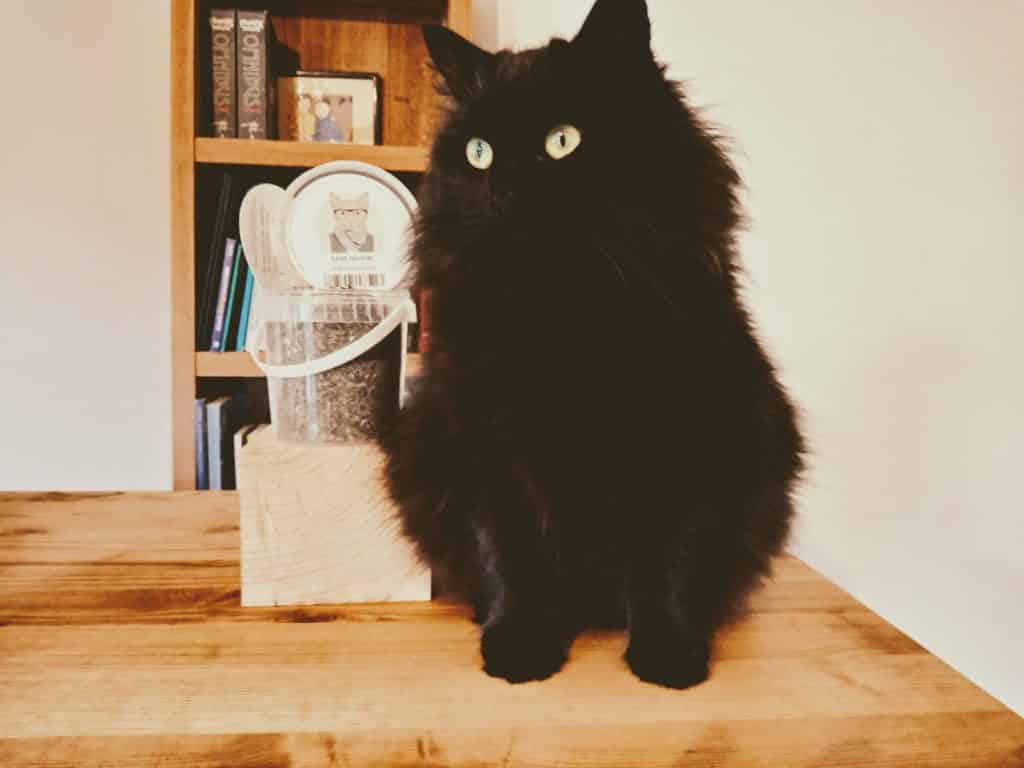 utiliser l'herbe au chat catnip