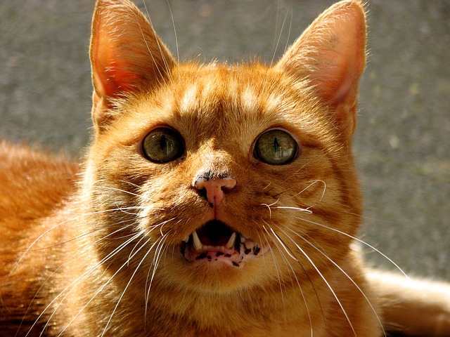 chat agressif
