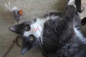 chat joueur