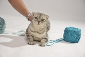 chat pelote de laine