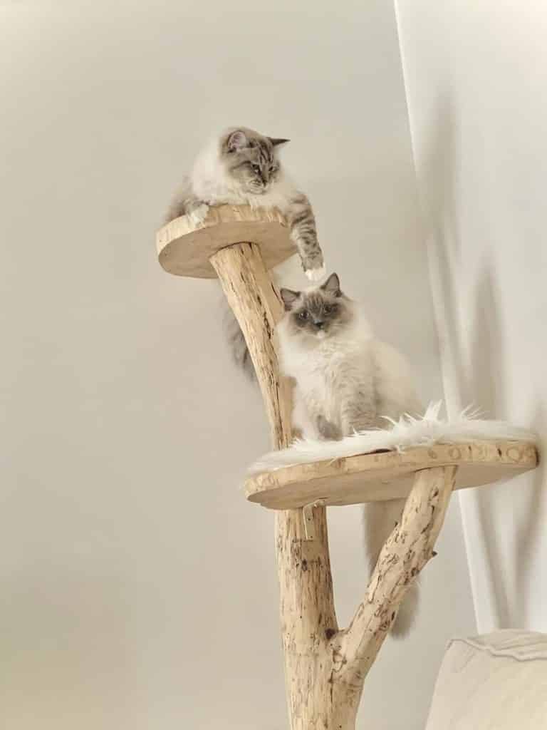 arbre a chat design bois naturel