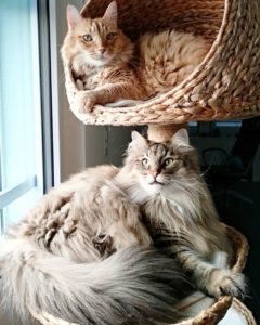 bananier pour chat