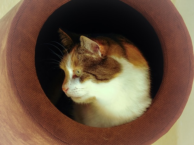 chat abri refuge