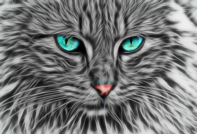 chat gris yeux vert illustration