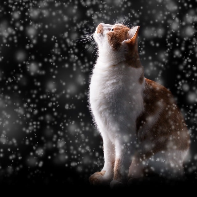 chat neige hiver