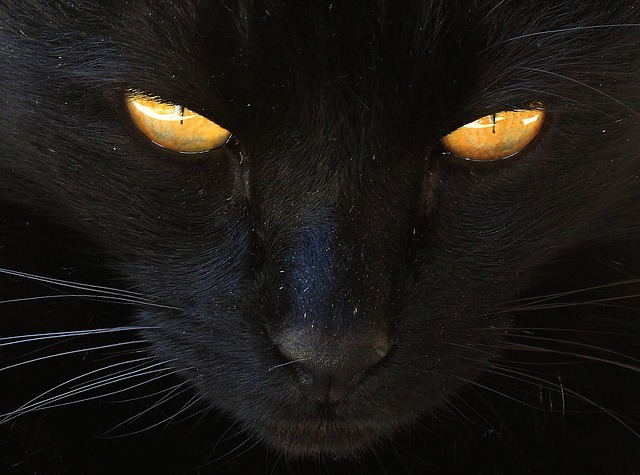 chat noir yeux jaune