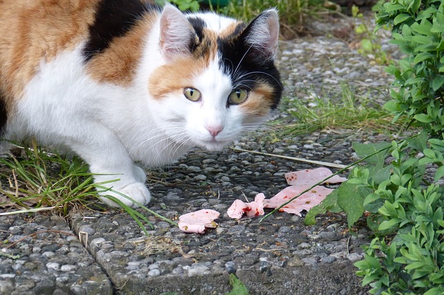 chat nourriture viande