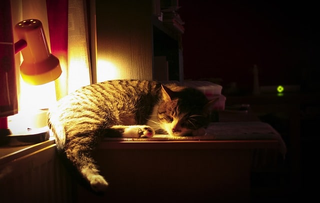 chat sieste bureau lampe