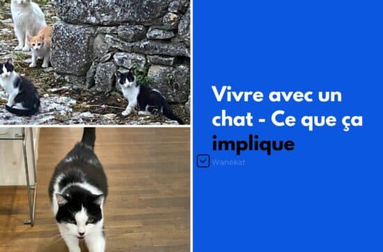 vivre avec un chat