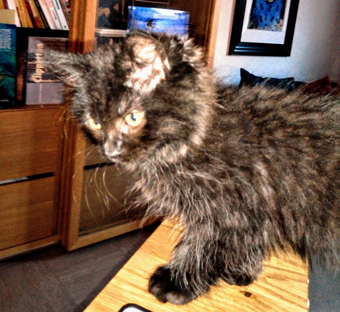 Nouveau chat, nouvelle maison, comment l