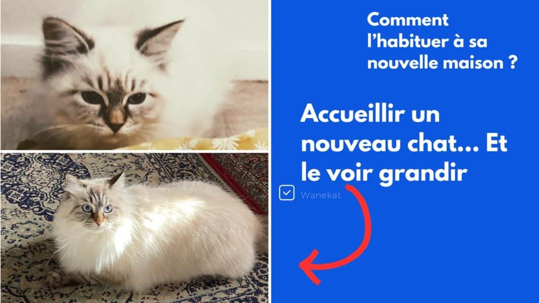 comment habituer un chat a sa nouvelle maison