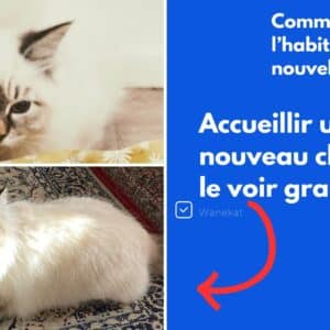 comment habituer un chat a sa nouvelle maison