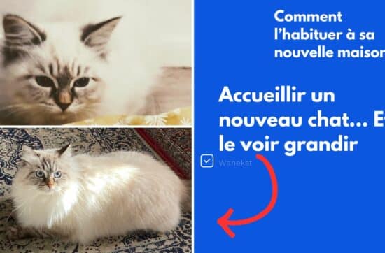 comment habituer un chat a sa nouvelle maison