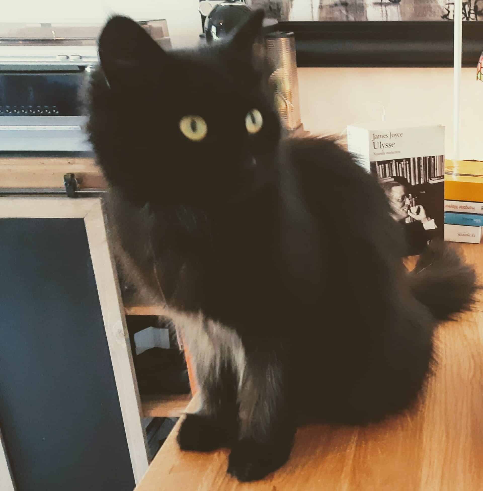 Nouveau chat, nouvelle maison, comment l
