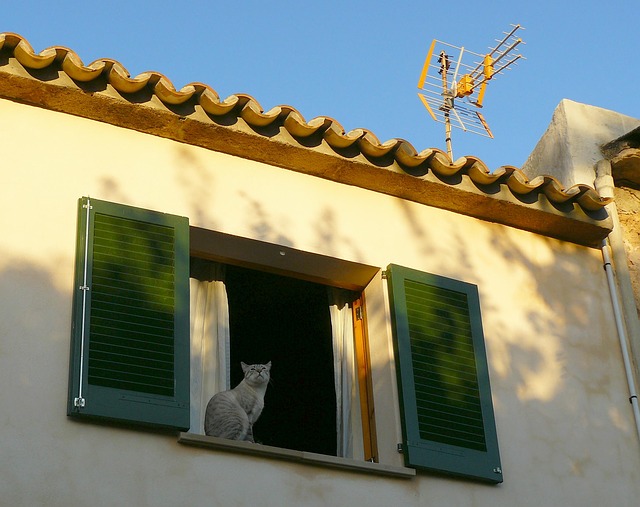 Comment Habituer Son Chat A Sa Nouvelle Maison Et L Adopter