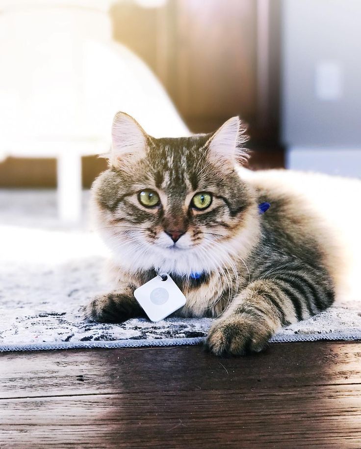 chat tile gps