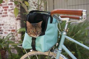 chat en vélo