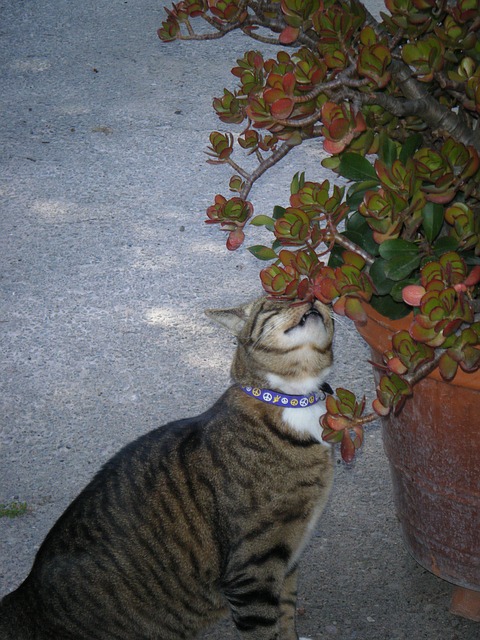 chat reniflant plantes