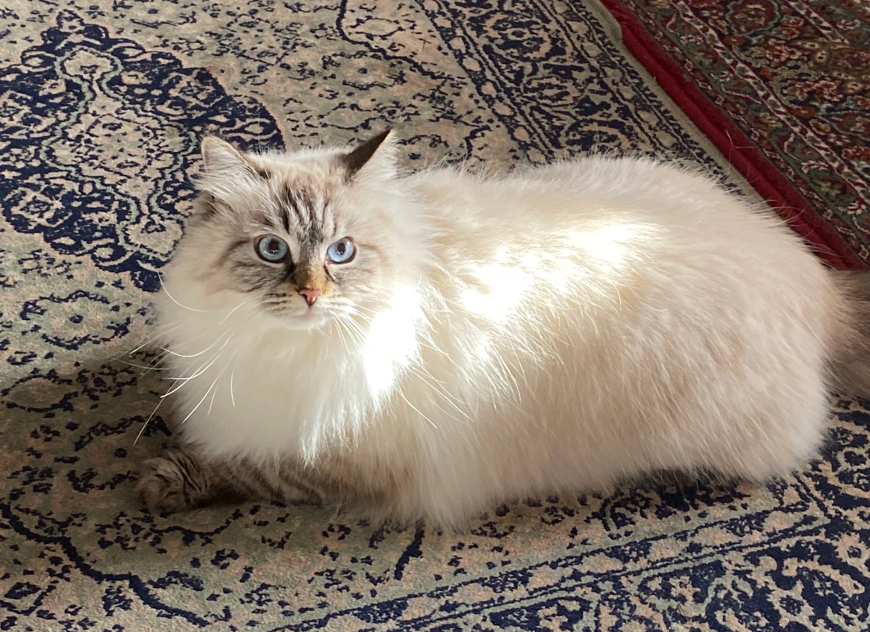 le chat est trop mignon