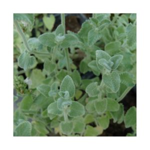 nepeta camphorata