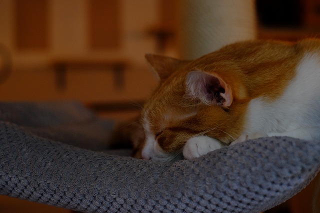 Meilleur Antiparasitaire Chat Le Choix Et Ce Qu Il Faut Savoir Avant D Acheter