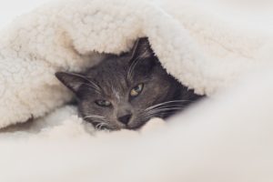 chat laine cocooning