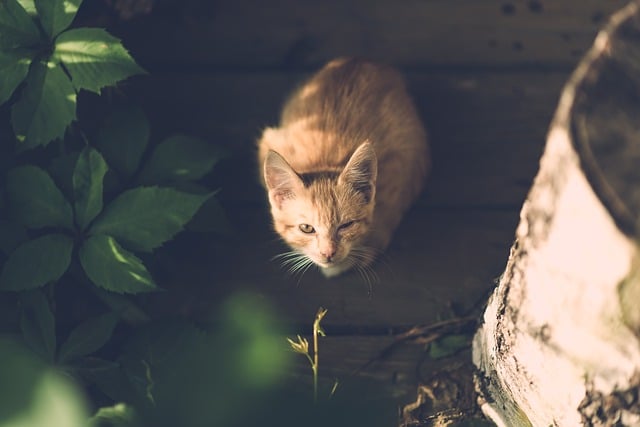 Meilleur Antiparasitaire Chat Le Choix Et Ce Qu Il Faut Savoir Avant D Acheter