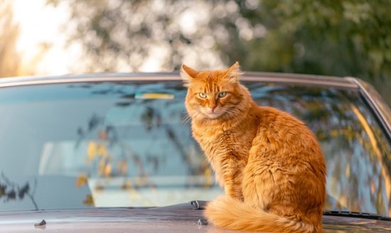 chat voiture