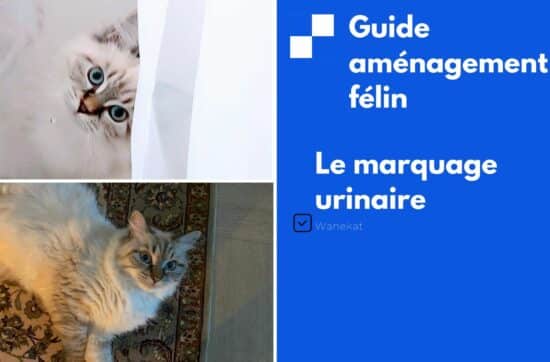 guide marquage urinaire chat