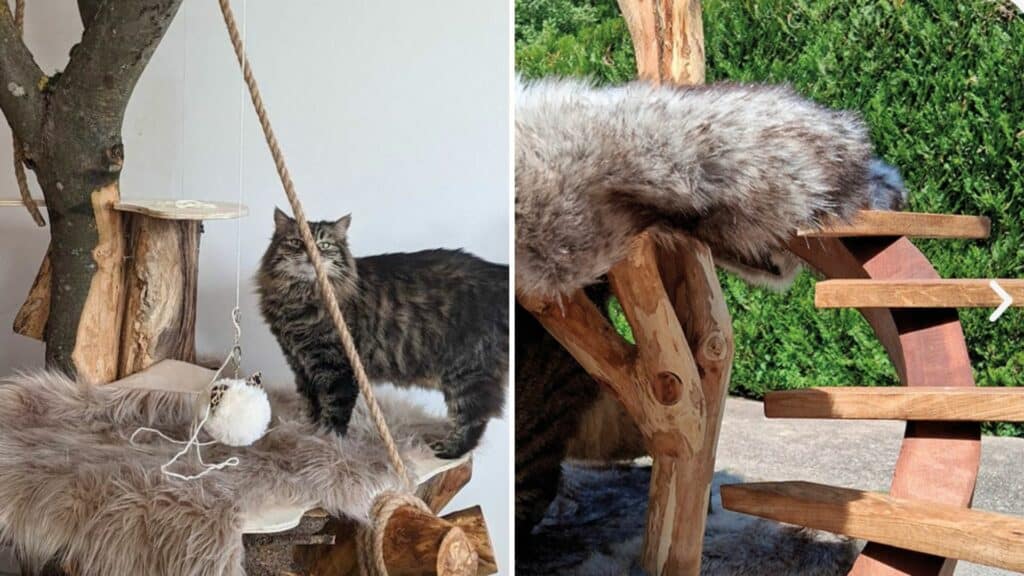 arbre a chat francais vosges domes