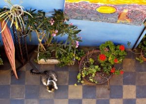 chat carrelage jardin plantes