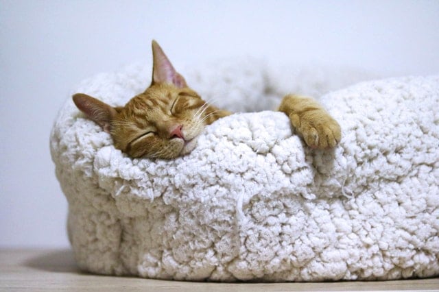 chat dormant dans un panier