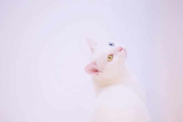chat espace blanc
