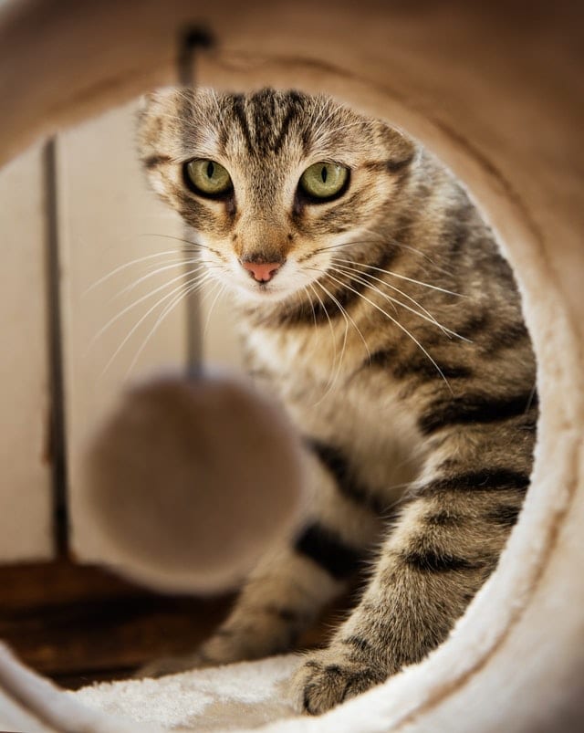 chat exterieur tunnel