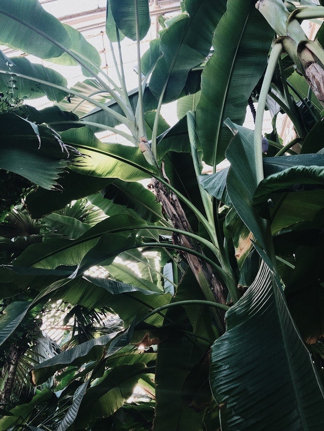 bananier feuille arbre