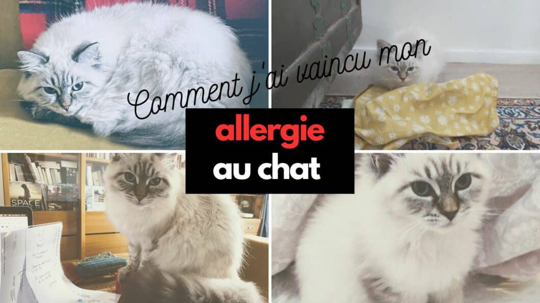 comment vaincre son allergie au chat