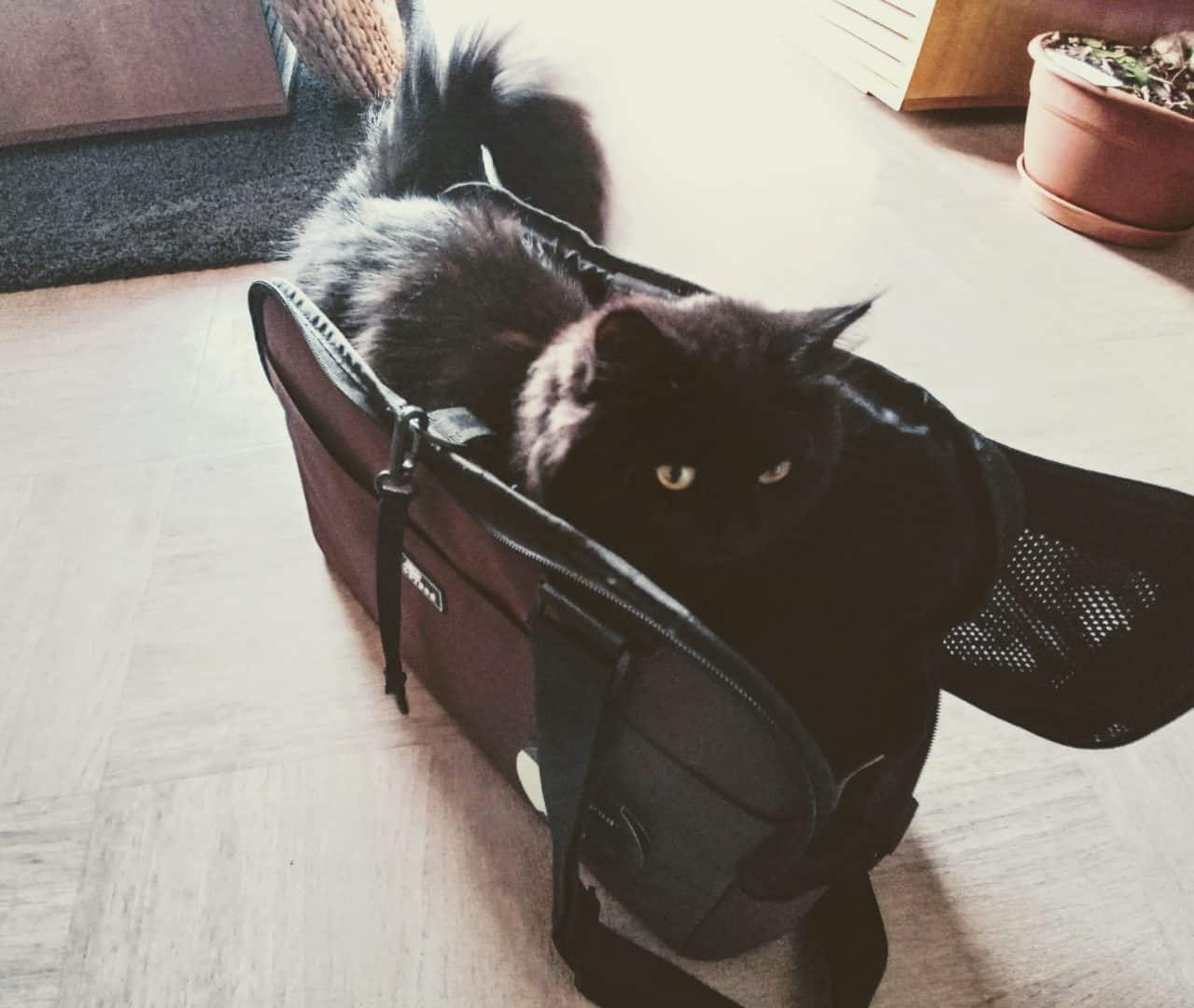 Le sac de Transport pour chat Pour cabine en avion