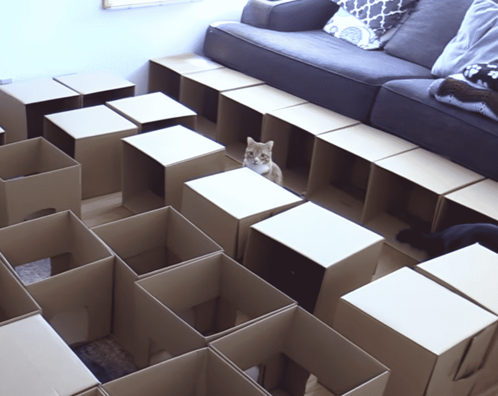 terrain jeu carton chat
