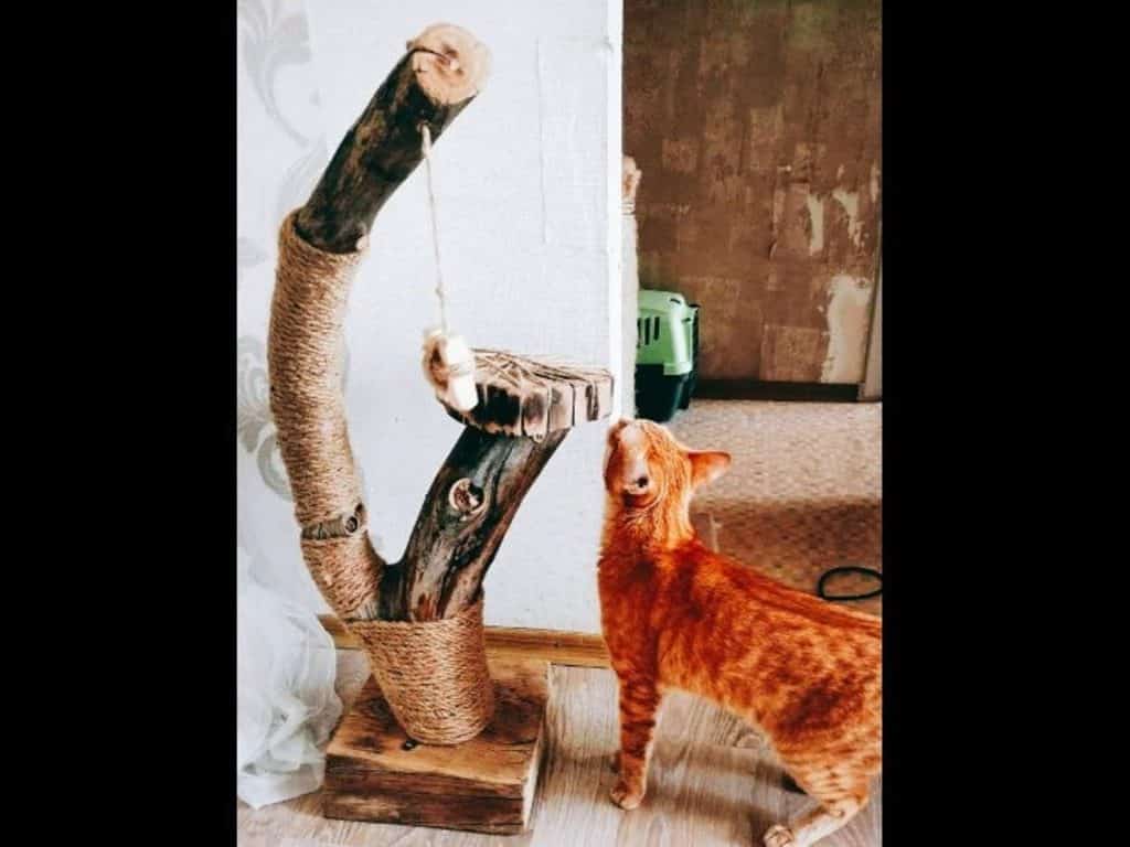 arbre à chat deux troncs bois naturel artisanal