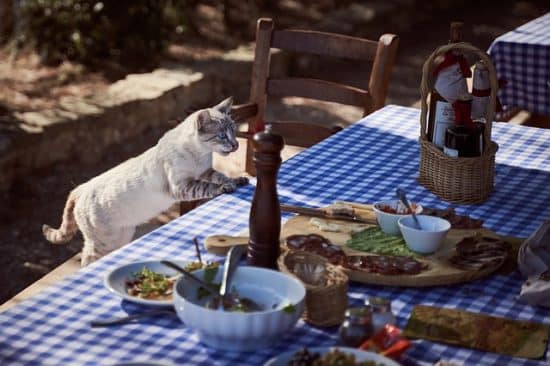 chat nourriture quantité