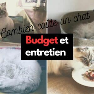 cout budget entretien chat