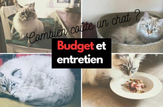 cout budget entretien chat