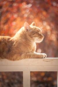 chat a cote maison