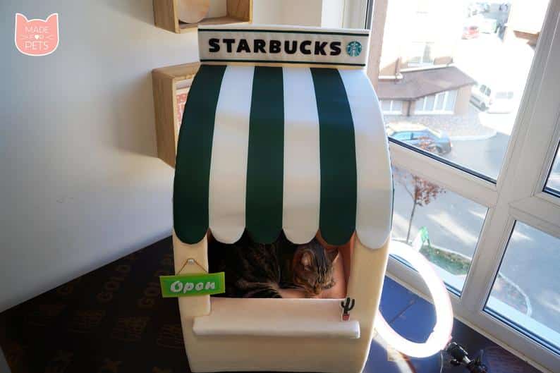 grotte chat starbucks
