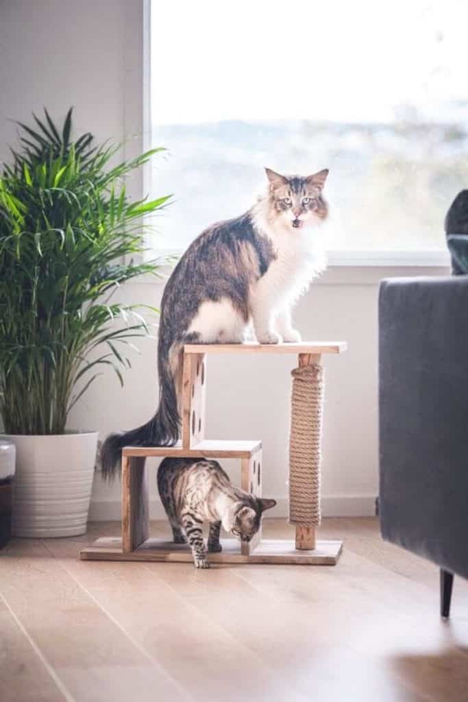 petit arbre a chat bois clair chene