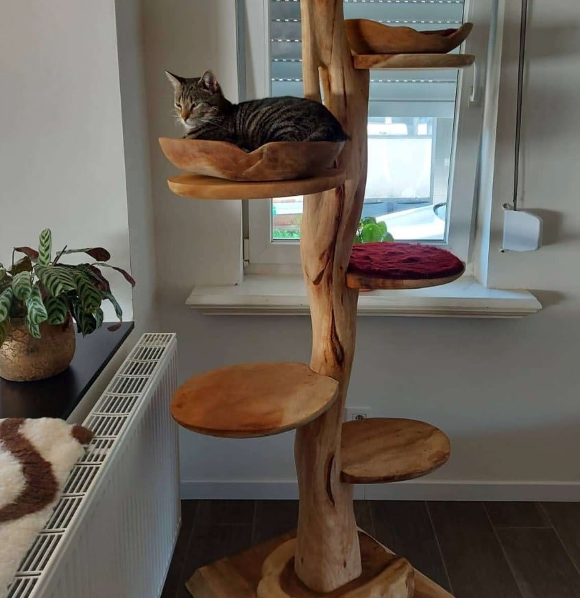 arbre a chat bois design dans un appareillage naturel